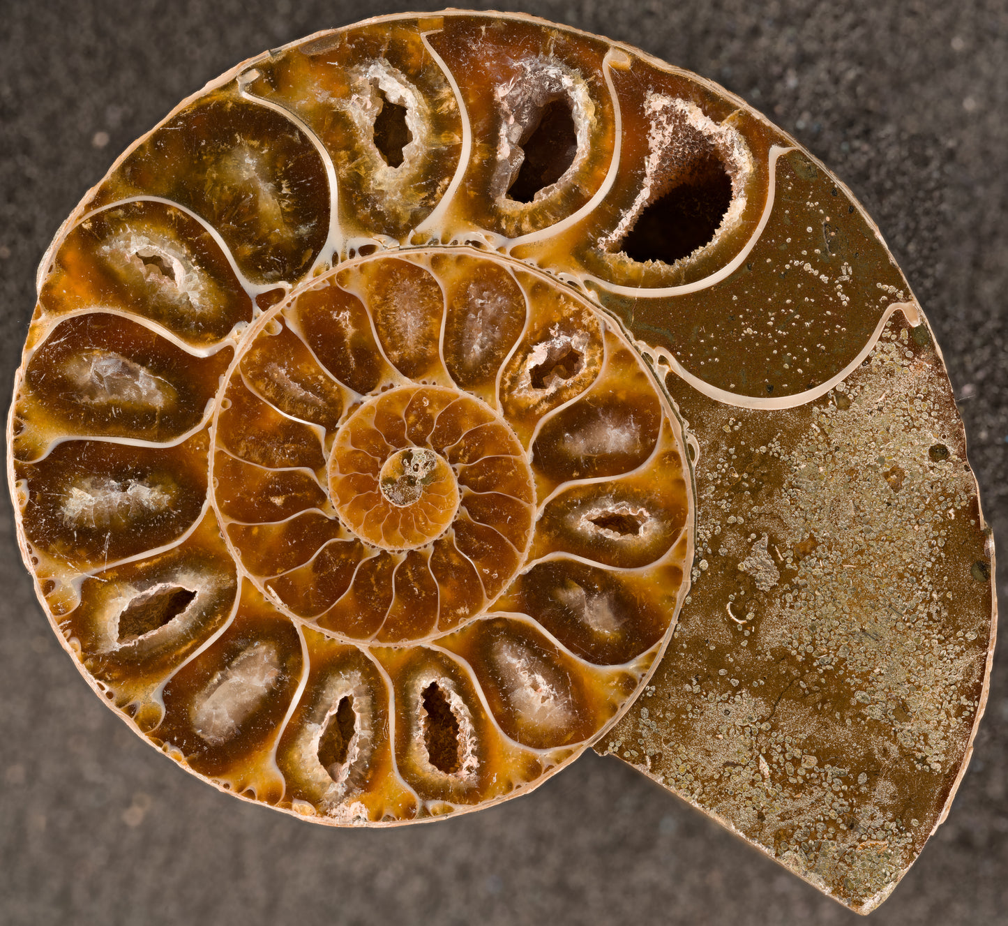 Ammonite Stock Photo